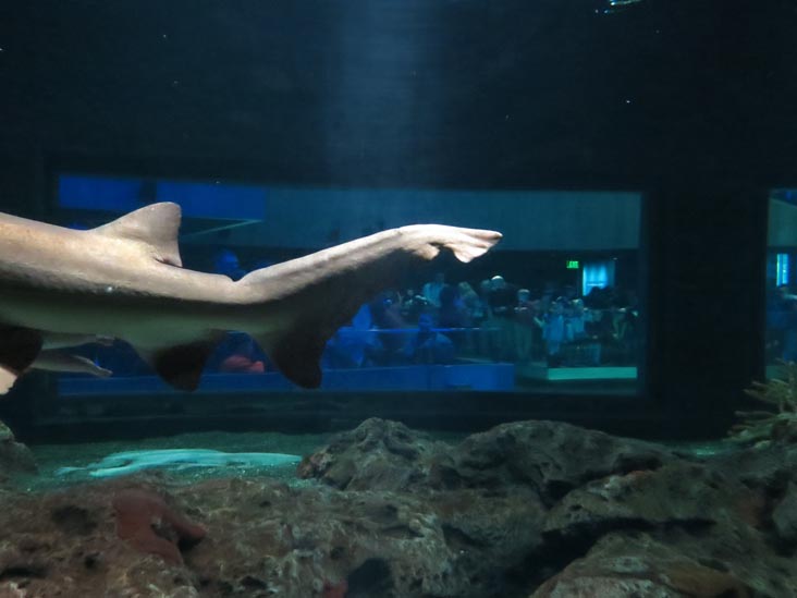 Shark Alley, National Aquarium, Baltimore, Maryland, January 17, 2016