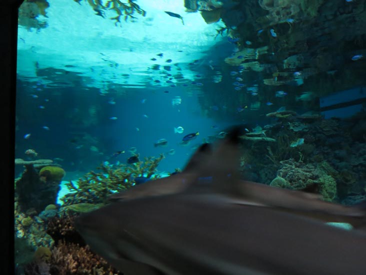 Blacktip Reef, National Aquarium, Baltimore, Maryland, January 17, 2016