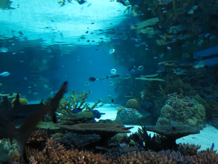 Blacktip Reef, National Aquarium, Baltimore, Maryland, January 17, 2016