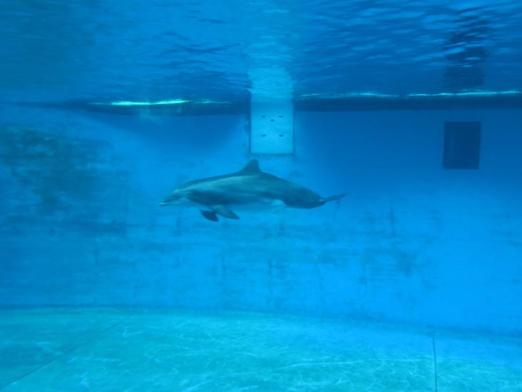 Dolphin Discovery, National Aquarium, Baltimore, Maryland, January 17, 2016