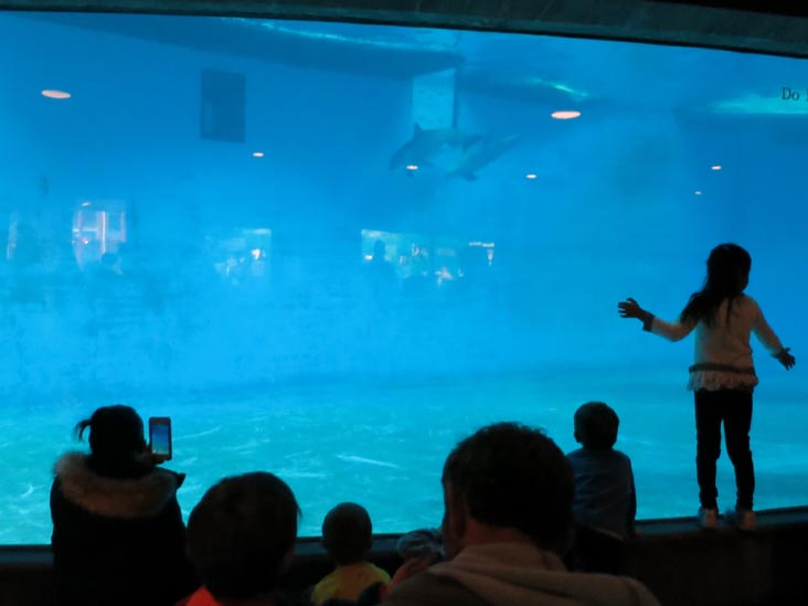Dolphin Discovery, National Aquarium, Baltimore, Maryland, January 17, 2016