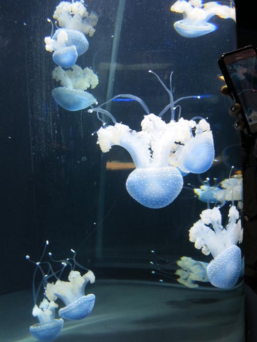 Jellies Invasion, National Aquarium, Baltimore, Maryland, January 17, 2016