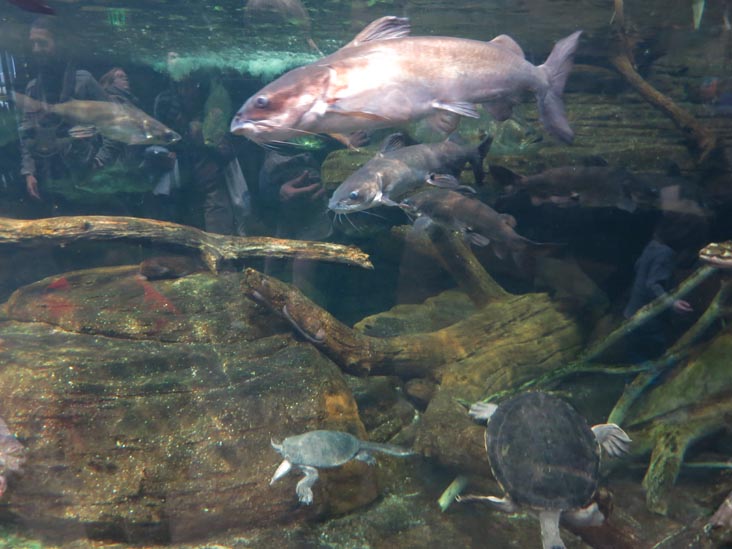 Australia: Wild Extremes, National Aquarium, Baltimore, Maryland, January 17, 2016
