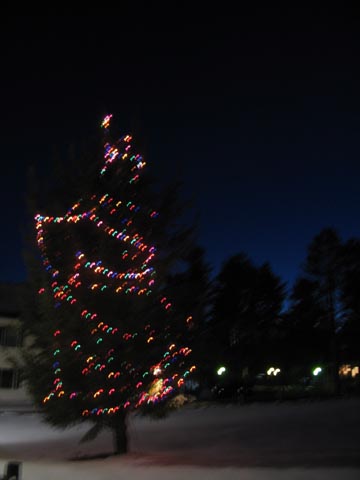 Tree Decorated in Christmas Lights, Spring Street, Williamstown, Massachusetts