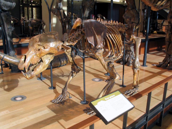 Museum of Natural History, Amherst College, Amherst, Massachusetts