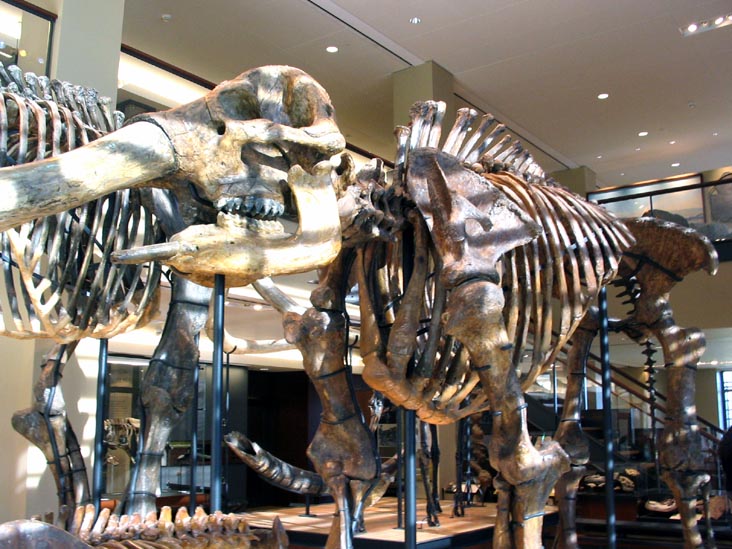 Museum of Natural History, Amherst College, Amherst, Massachusetts