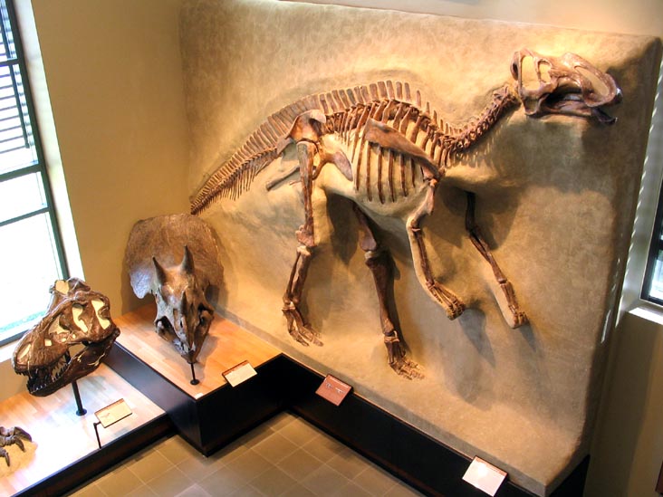 Museum of Natural History, Amherst College, Amherst, Massachusetts