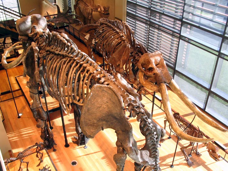 Museum of Natural History, Amherst College, Amherst, Massachusetts