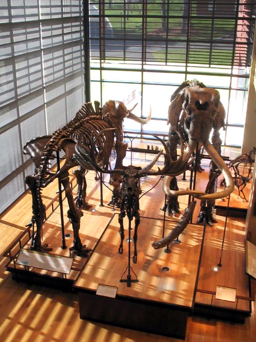Museum of Natural History, Amherst College, Amherst, Massachusetts