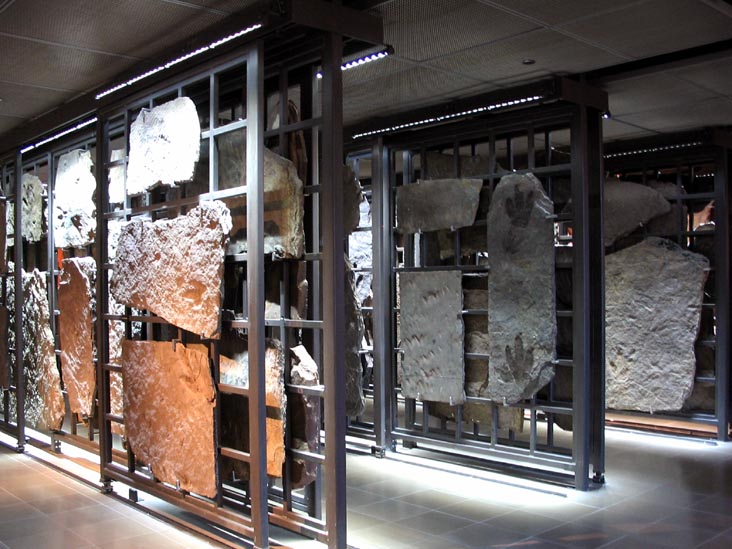 Fossils, Museum of Natural History, Amherst College, Amherst, Massachusetts