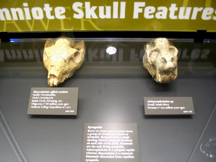 Museum of Natural History, Amherst College, Amherst, Massachusetts