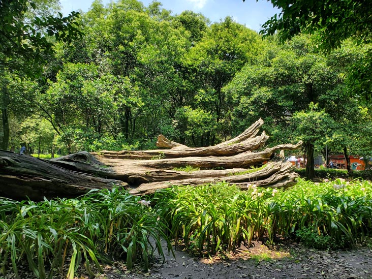 Bosque de Chapultepec, Mexico City/Ciudad de México, Mexico, August 12, 2021