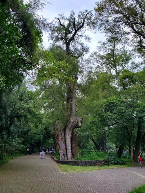 Bosque de Chapultepec, Mexico City/Ciudad de México, Mexico, August 22, 2021