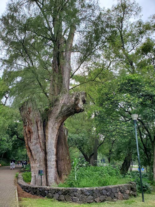 Bosque de Chapultepec, Mexico City/Ciudad de México, Mexico, August 22, 2021