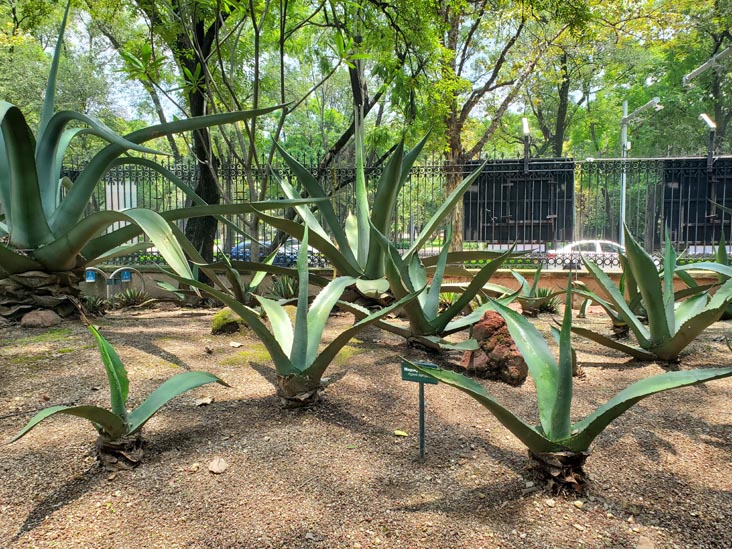 Jardín Botánico, Bosque de Chapultepec, Mexico City/Ciudad de México, Mexico, August 13, 2021