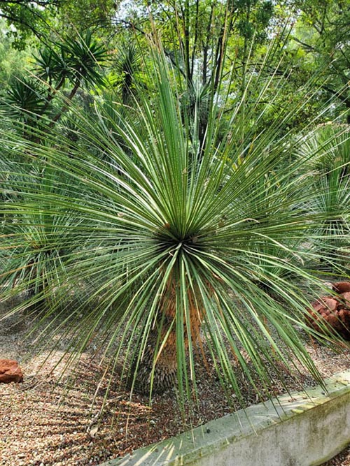 Jardín Botánico, Bosque de Chapultepec, Mexico City/Ciudad de México, Mexico, August 13, 2021