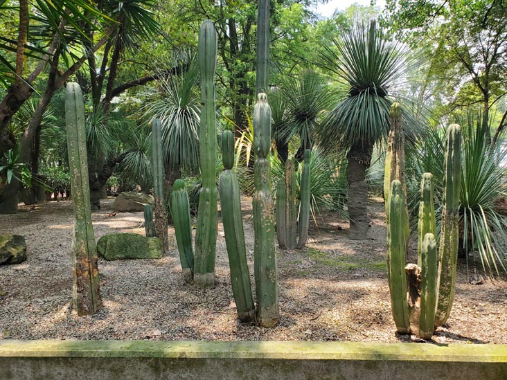Jardín Botánico, Bosque de Chapultepec, Mexico City/Ciudad de México, Mexico, August 13, 2021