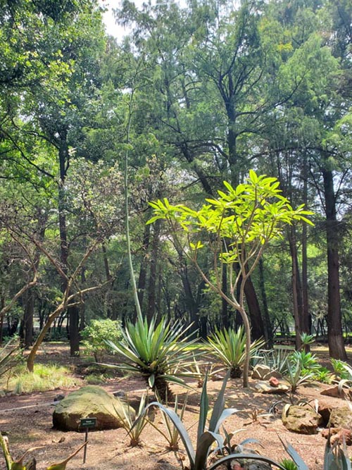 Jardín Botánico, Bosque de Chapultepec, Mexico City/Ciudad de México, Mexico, August 13, 2021