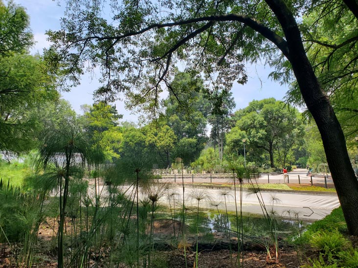 Jardín Botánico, Bosque de Chapultepec, Mexico City/Ciudad de México, Mexico, August 13, 2021