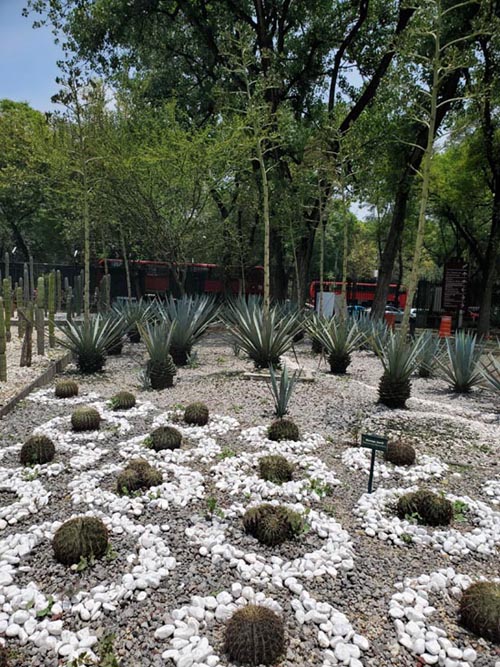 Jardín Botánico, Bosque de Chapultepec, Mexico City/Ciudad de México, Mexico, August 13, 2021