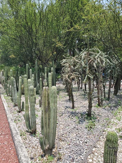 Jardín Botánico, Bosque de Chapultepec, Mexico City/Ciudad de México, Mexico, August 13, 2021