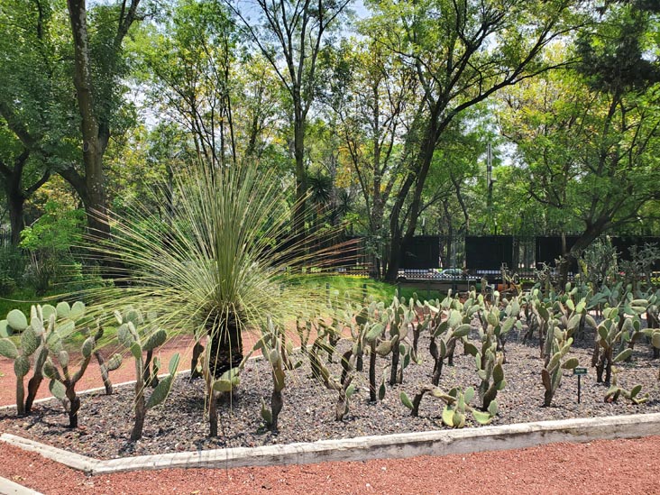 Jardín Botánico, Bosque de Chapultepec, Mexico City/Ciudad de México, Mexico, August 13, 2021