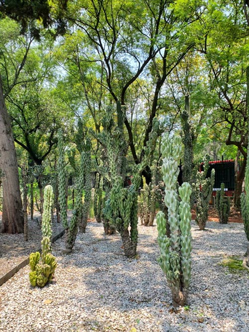 Jardín Botánico, Bosque de Chapultepec, Mexico City/Ciudad de México, Mexico, August 13, 2021