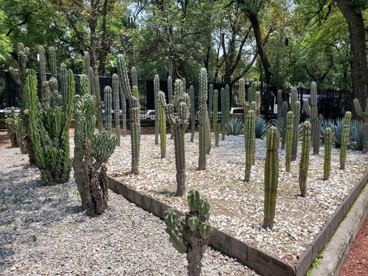 Jardín Botánico, Bosque de Chapultepec, Mexico City/Ciudad de México, Mexico, August 13, 2021
