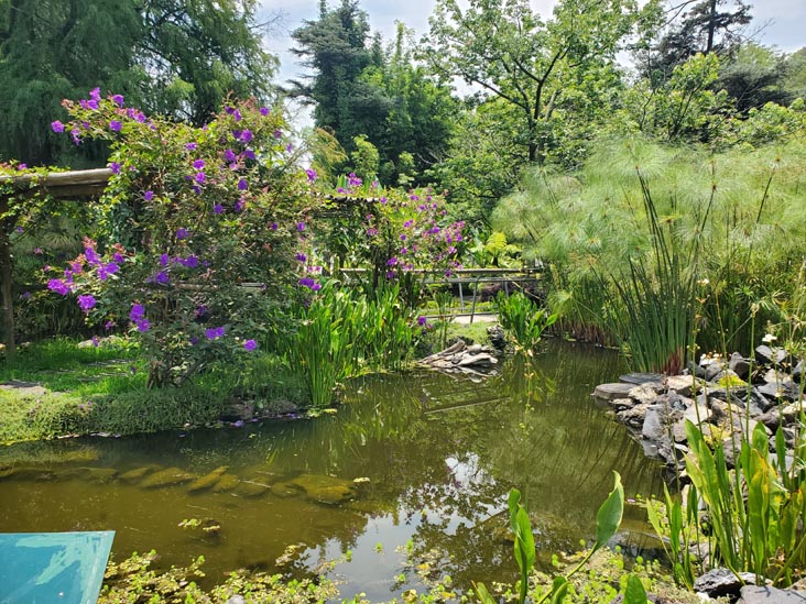 Jardín Botánico, Bosque de Chapultepec, Mexico City/Ciudad de México, Mexico, August 13, 2021