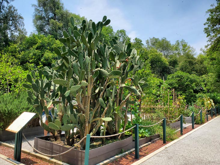 Jardín Botánico, Bosque de Chapultepec, Mexico City/Ciudad de México, Mexico, August 13, 2021