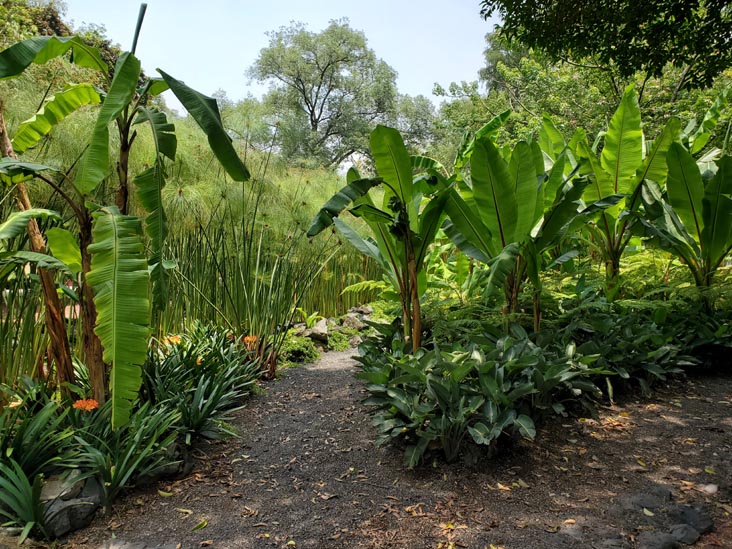 Jardín Botánico, Bosque de Chapultepec, Mexico City/Ciudad de México, Mexico, August 13, 2021