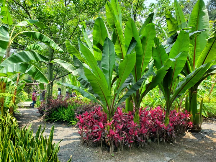 Jardín Botánico, Bosque de Chapultepec, Mexico City/Ciudad de México, Mexico, August 13, 2021