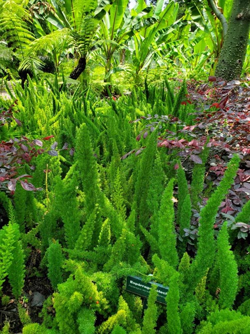Jardín Botánico, Bosque de Chapultepec, Mexico City/Ciudad de México, Mexico, August 13, 2021