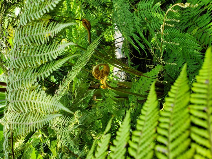 Jardín Botánico, Bosque de Chapultepec, Mexico City/Ciudad de México, Mexico, August 13, 2021
