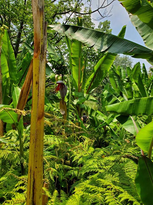 Jardín Botánico, Bosque de Chapultepec, Mexico City/Ciudad de México, Mexico, August 13, 2021
