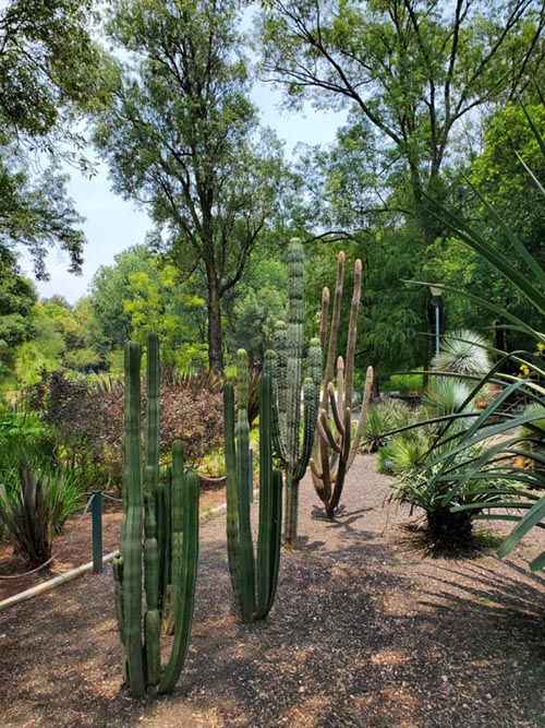 Jardín Botánico, Bosque de Chapultepec, Mexico City/Ciudad de México, Mexico, August 13, 2021
