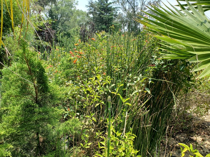 Jardín Botánico, Bosque de Chapultepec, Mexico City/Ciudad de México, Mexico, August 13, 2021