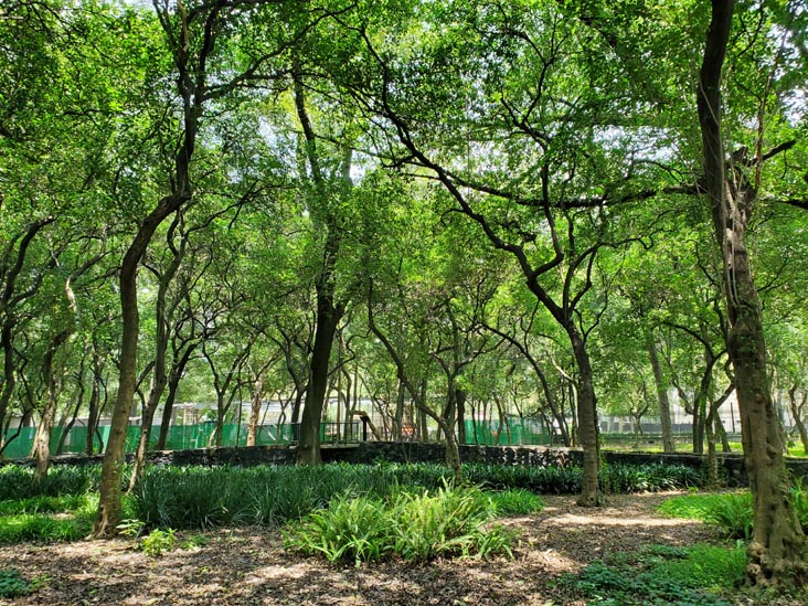Jardín Botánico, Bosque de Chapultepec, Mexico City/Ciudad de México, Mexico, August 13, 2021
