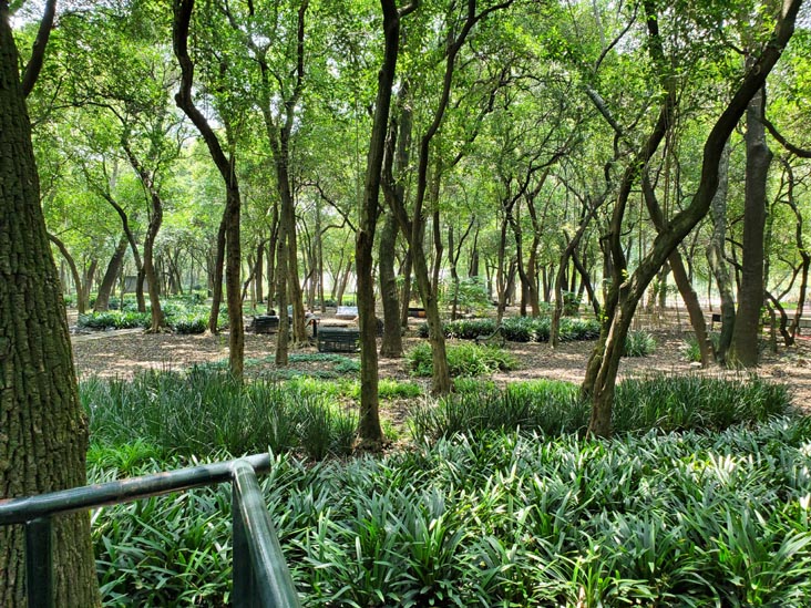 Jardín Botánico, Bosque de Chapultepec, Mexico City/Ciudad de México, Mexico, August 13, 2021