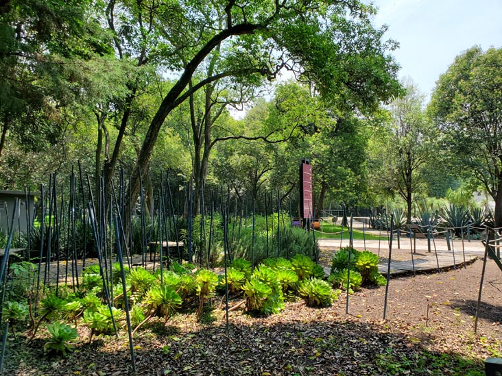 Jardín Botánico, Bosque de Chapultepec, Mexico City/Ciudad de México, Mexico, August 13, 2021
