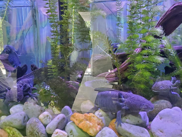 Axolotls, México Vivo, Papalote Museo del Niño, Mexico City/Ciudad de México, Mexico, August 29, 2023