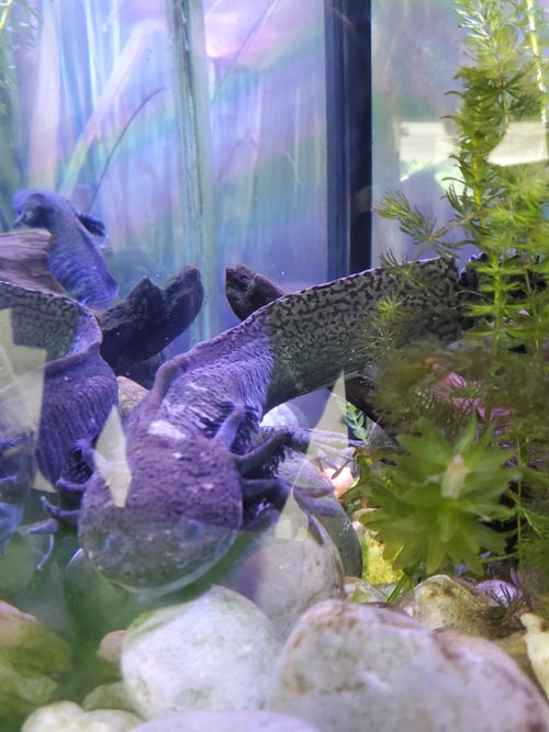 Axolotls, México Vivo, Papalote Museo del Niño, Mexico City/Ciudad de México, Mexico, August 29, 2023