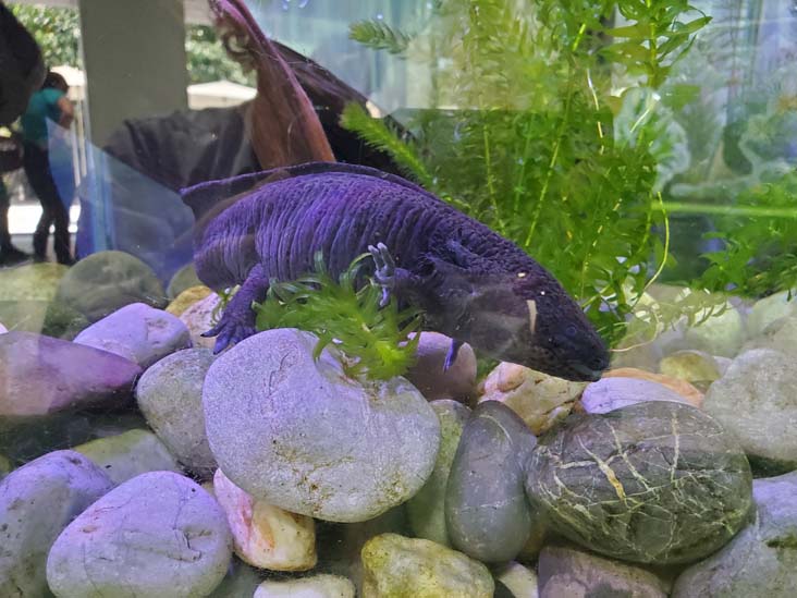 Axolotls, México Vivo, Papalote Museo del Niño, Mexico City/Ciudad de México, Mexico, August 29, 2023