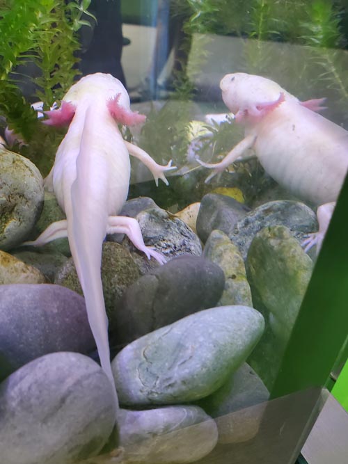 Axolotls, México Vivo, Papalote Museo del Niño, Mexico City/Ciudad de México, Mexico, August 29, 2023