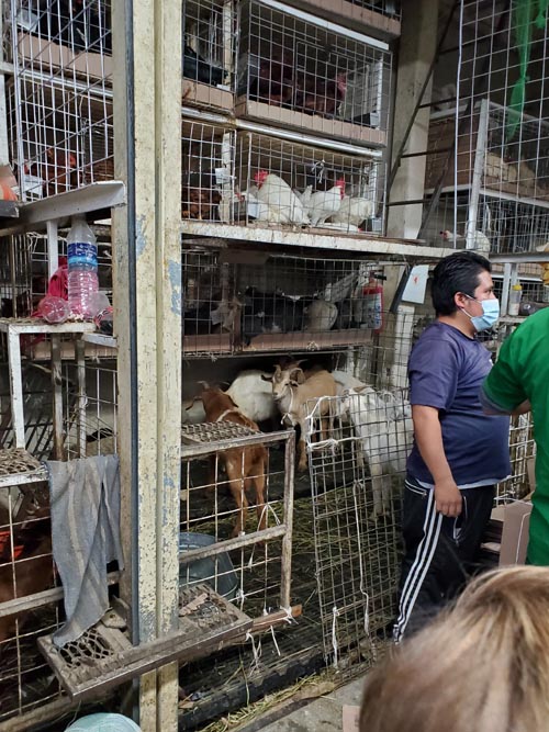 Chickens and Goats, Mercado Sonora, Mexico City/Ciudad de México, Mexico, August 21, 2021
