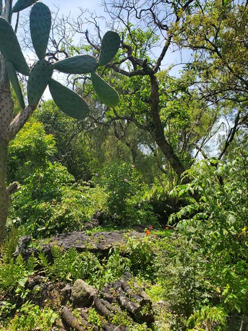 Jardín Botánico del IB-UNAM, Ciudad Universitaria, Mexico City/Ciudad de México, Mexico, September 4, 2023