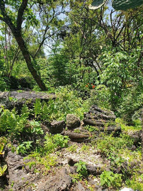 Jardín Botánico del IB-UNAM, Ciudad Universitaria, Mexico City/Ciudad de México, Mexico, September 4, 2023