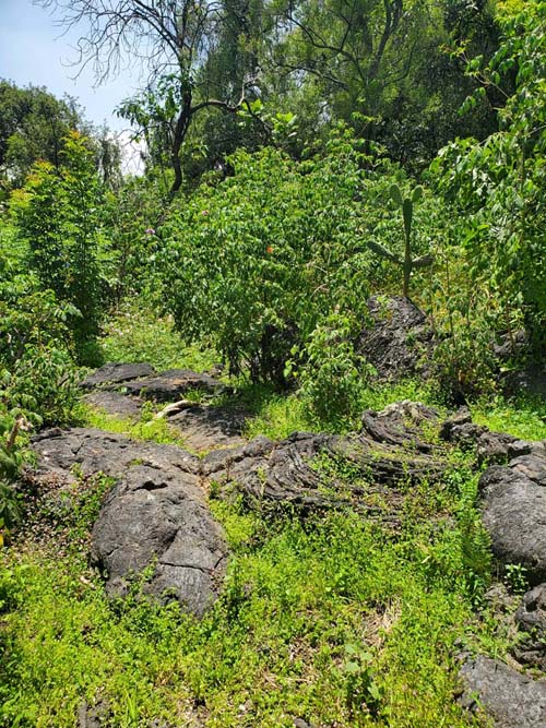 Jardín Botánico del IB-UNAM, Ciudad Universitaria, Mexico City/Ciudad de México, Mexico, September 4, 2023