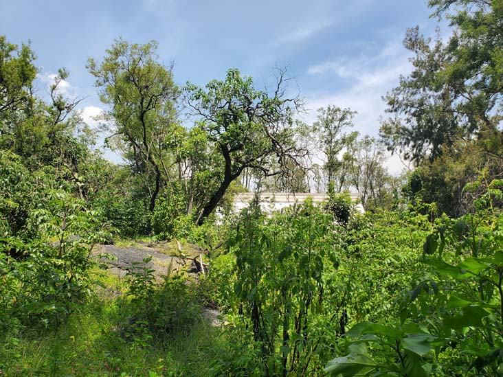 Jardín Botánico del IB-UNAM, Ciudad Universitaria, Mexico City/Ciudad de México, Mexico, September 4, 2023