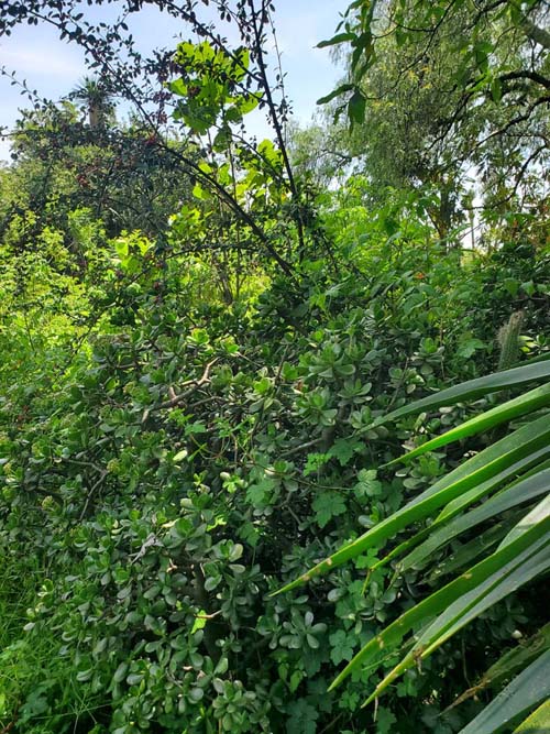 Jardín Botánico del IB-UNAM, Ciudad Universitaria, Mexico City/Ciudad de México, Mexico, September 4, 2023